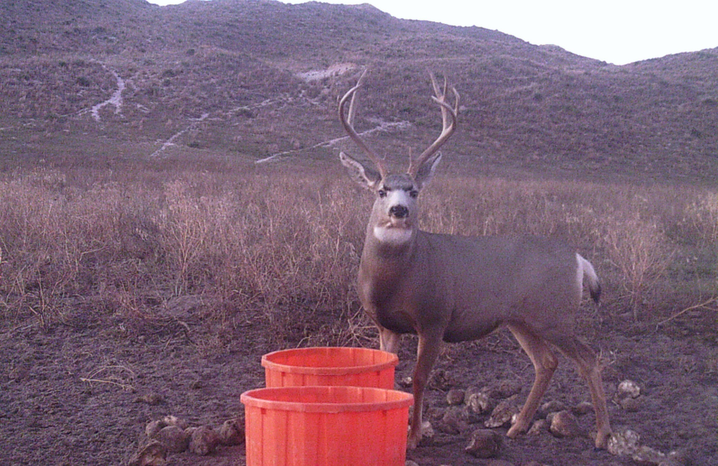 Mule deer hunting in Nebraska