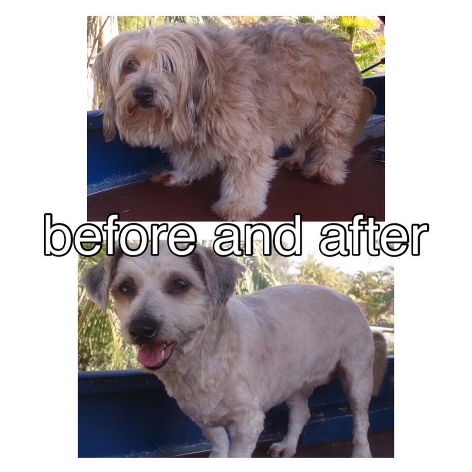 Customer Testimonials Heidi's Mobile Pet Grooming