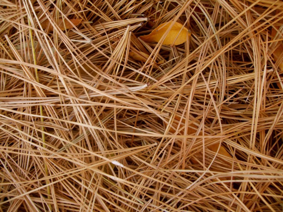 Greenville's Premier Mulch and Delivery Service Marc's Mulch and Delivery