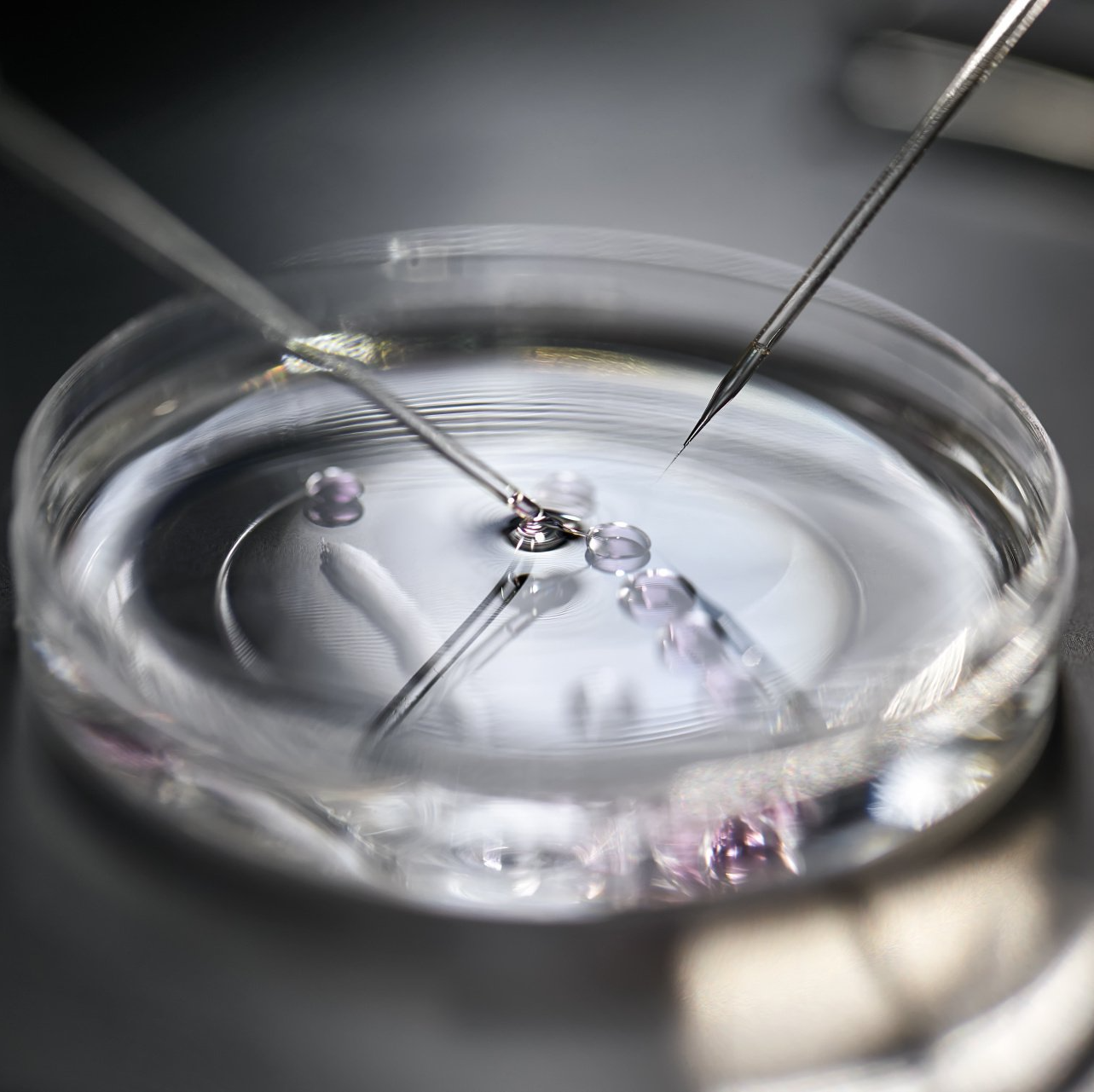 Um close de uma placa de Petri com uma pipeta dentro