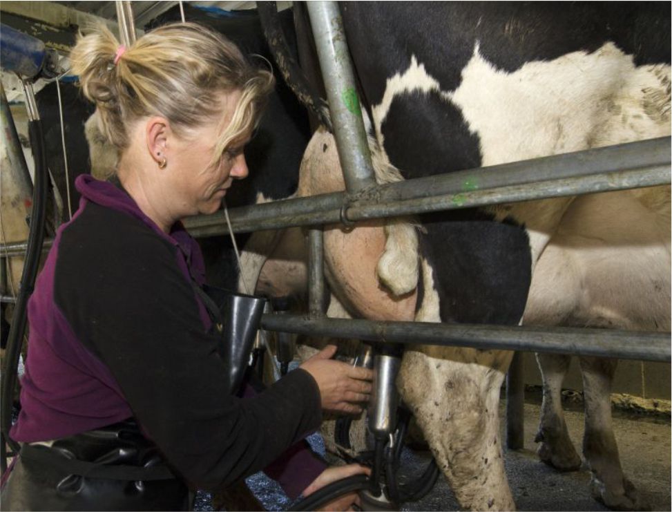 Dairy Farm Management Services