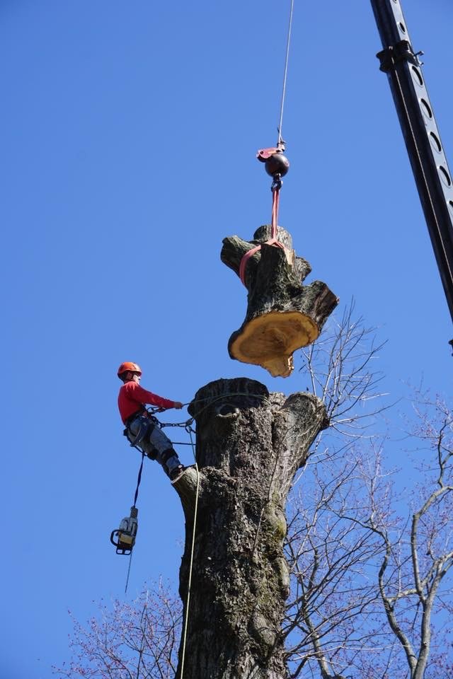 Tree Service Cincinnati, OH Dave Stang's Certified Tree Care