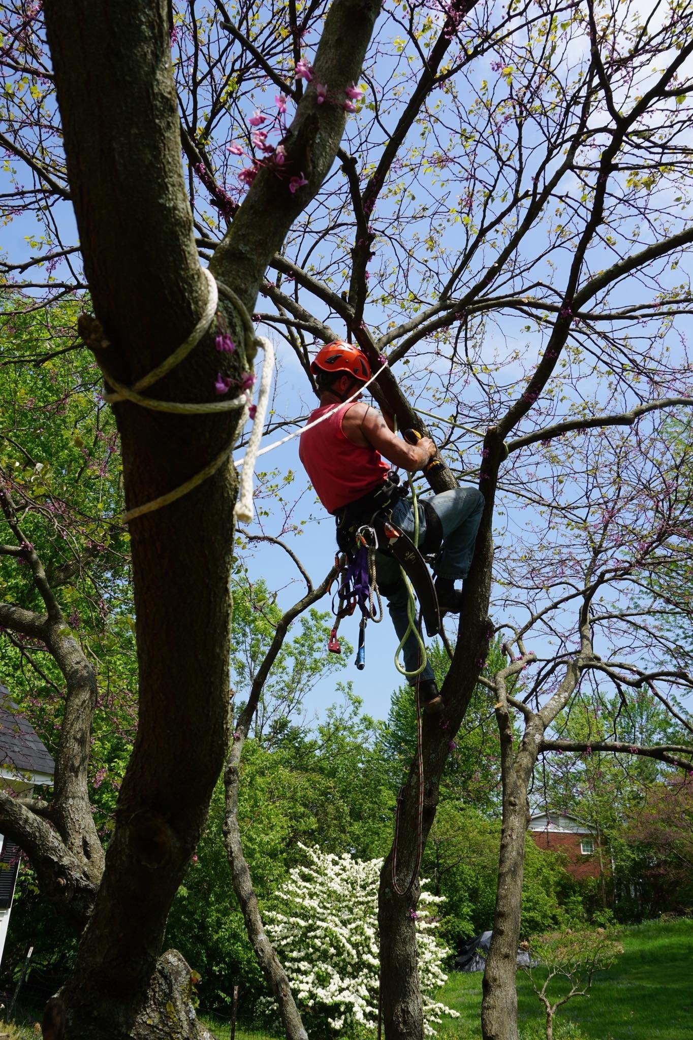 Tree Service Cincinnati, OH Dave Stang's Certified Tree Care