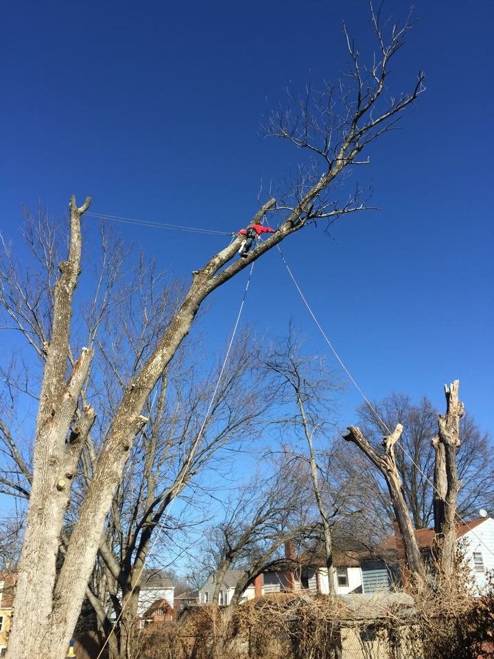 Tree Service Cincinnati, OH Dave Stang's Certified Tree Care