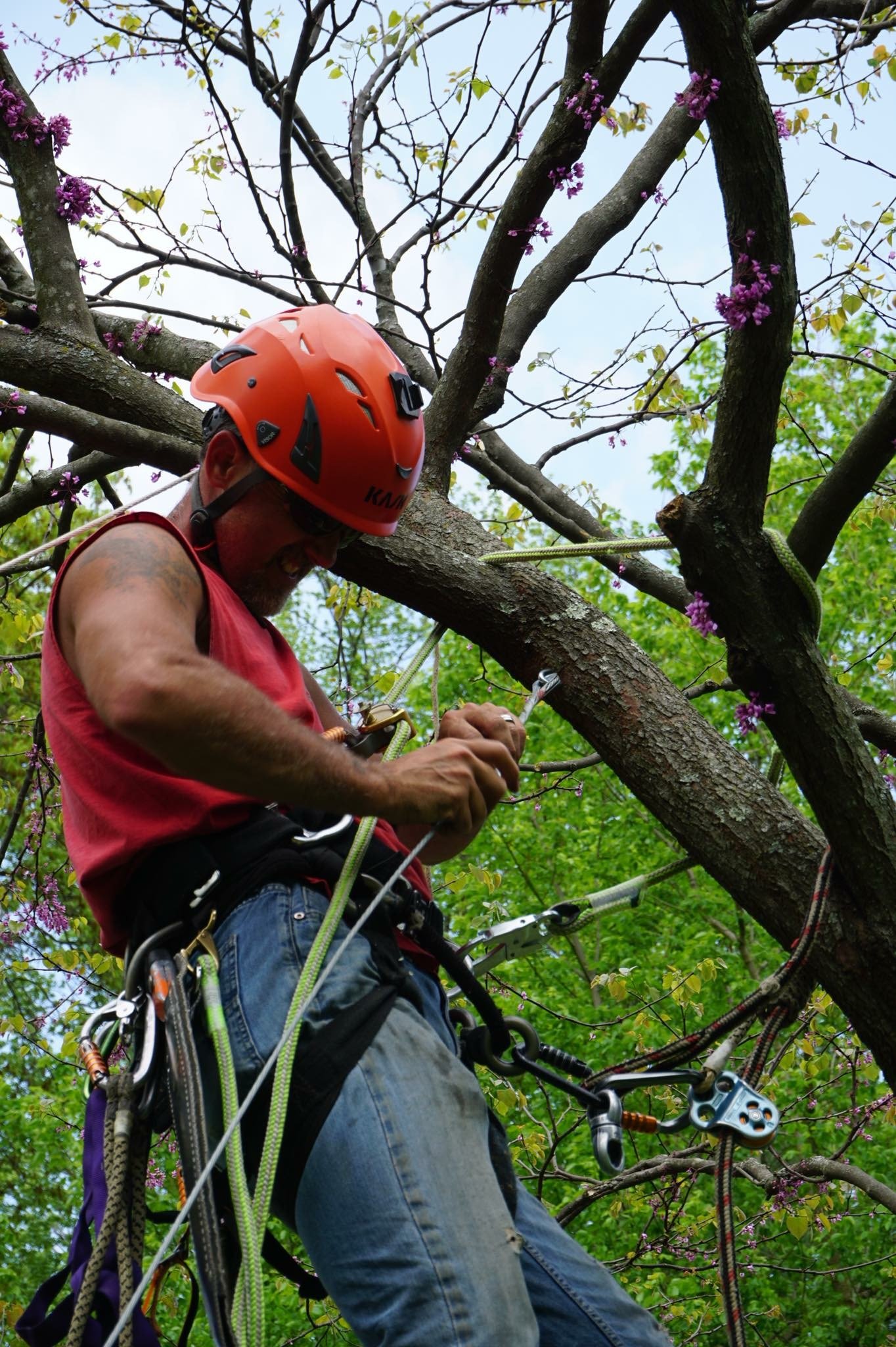 Tree Service Cincinnati, OH Dave Stang's Certified Tree Care