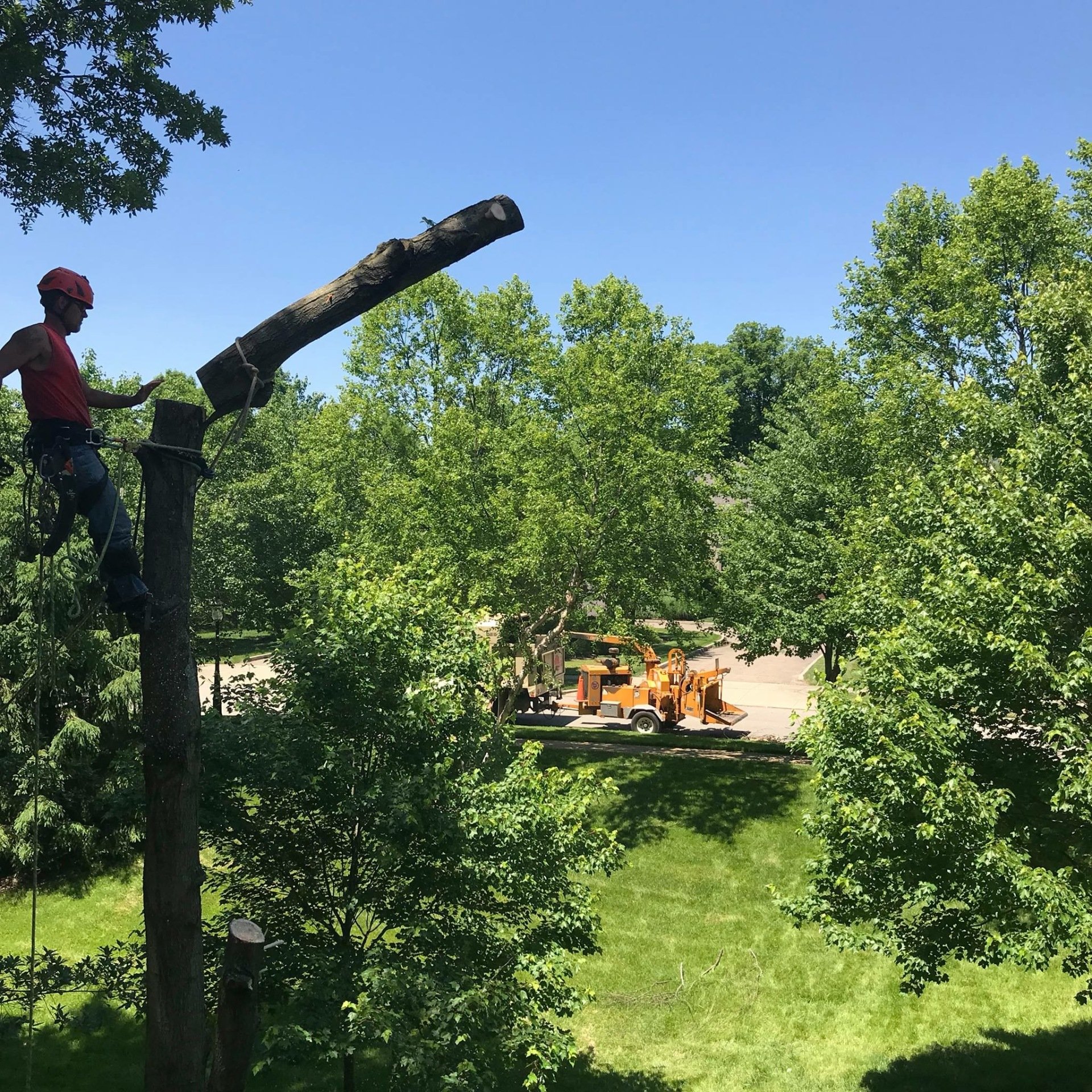 Tree Service Cincinnati, OH Dave Stang's Certified Tree Care