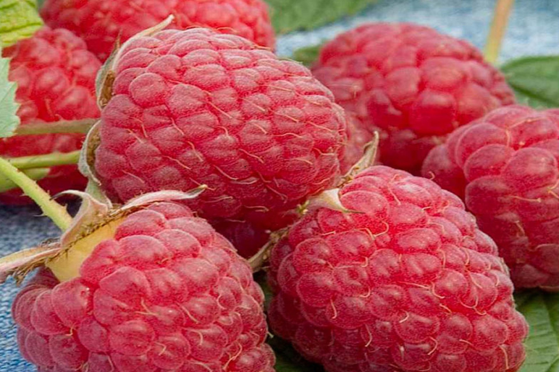 Heritage Raspberry