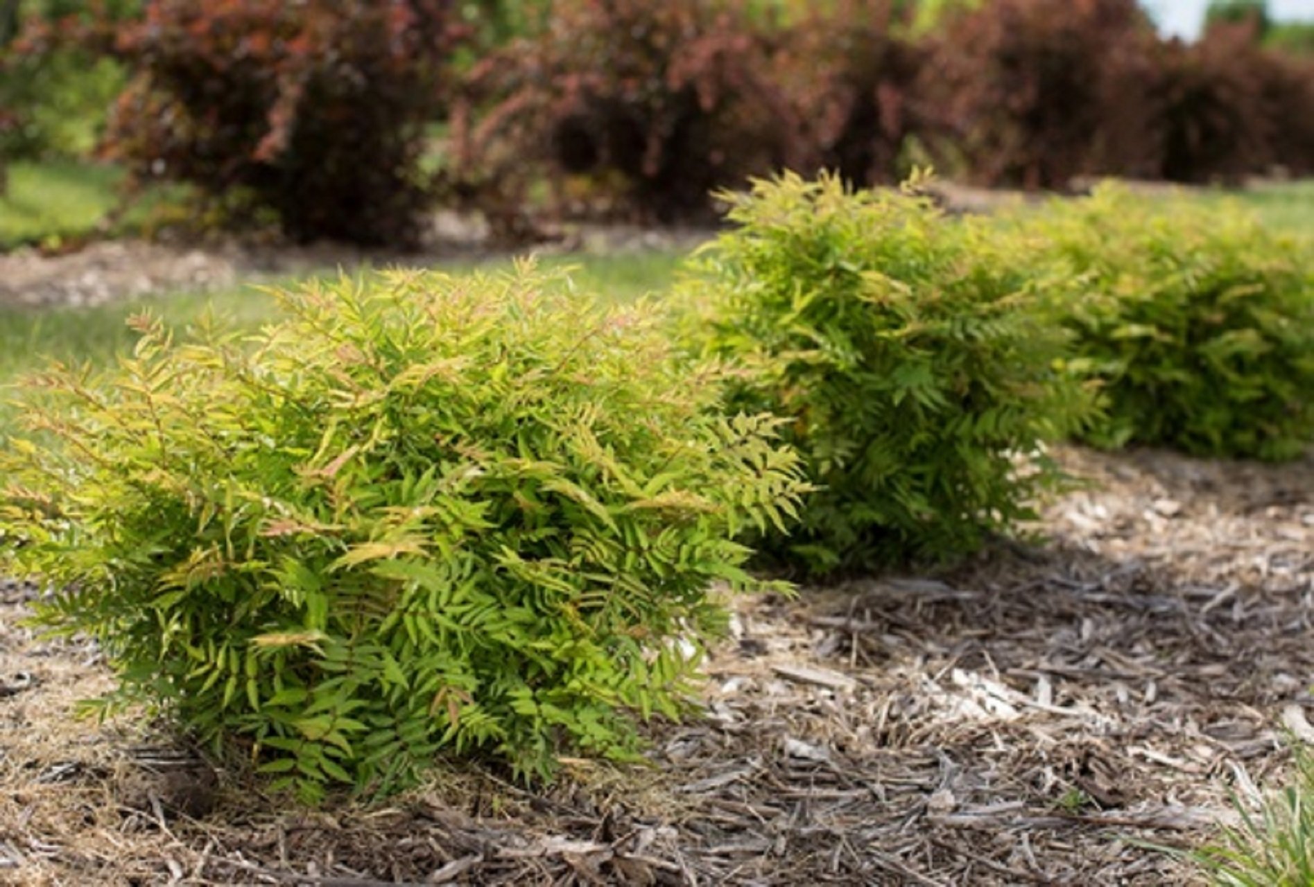 Matcha Ball Ash Leaf Spirea