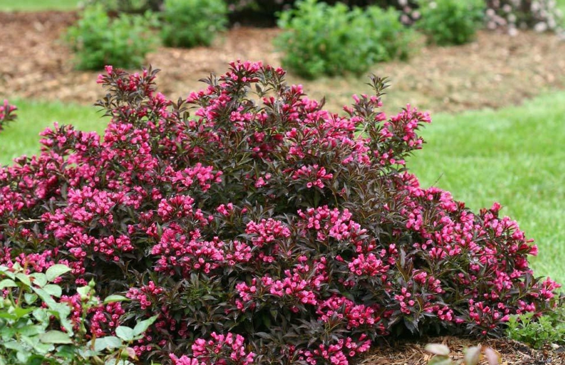 Spilled Wine Weigela