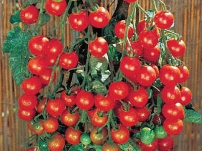 Sweet 100 Tomato