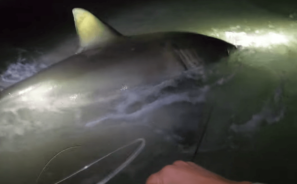 Great White Shark caught from the shore on Pensacola Beach