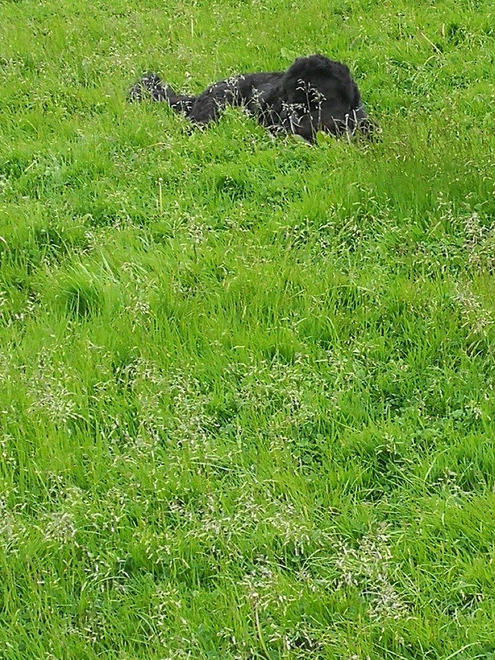 Dog Walkers in Saltcoats Gordon's Dog Walking Service Ayrshire