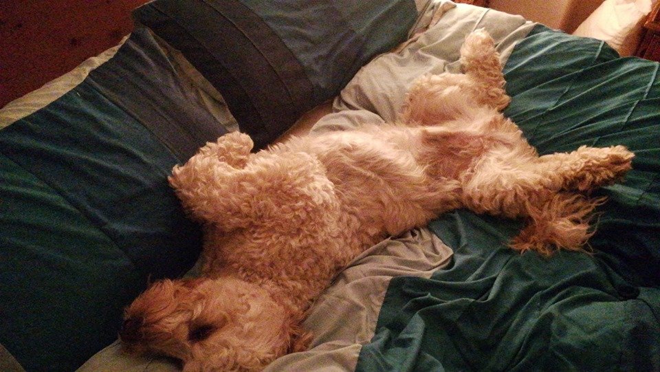 Dog Walkers in Saltcoats Gordon's Dog Walking Service Ayrshire