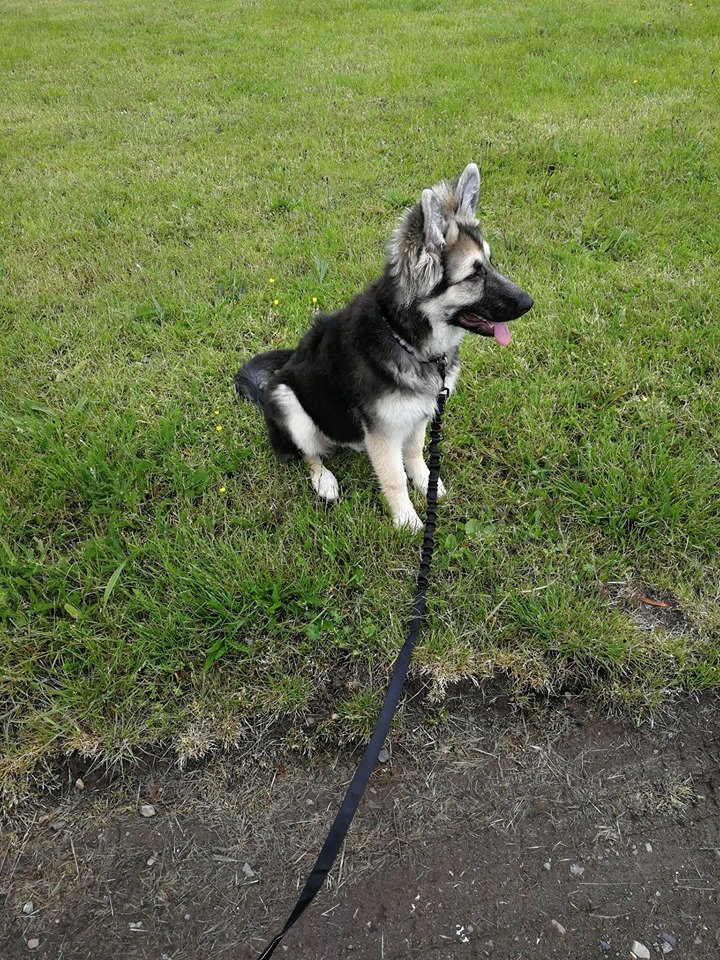 Dog Walkers in Saltcoats Gordon's Dog Walking Service Ayrshire