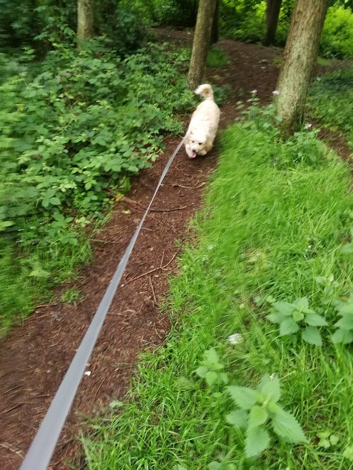 Dog Walkers in Saltcoats Gordon's Dog Walking Service Ayrshire
