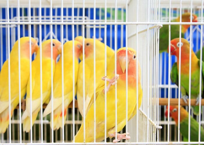 Acuario ABC - Jaulas para aves