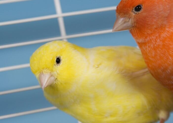 Acuario ABC - Pericos