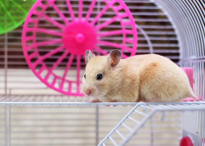 Acuario ABC - Hámster