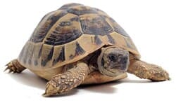 Acuario ABC - Accesorios y tortugas