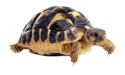 Acuario ABC - Alimento y accesorios para tortugas