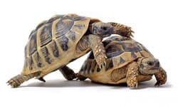 Acuario ABC - Tortugas