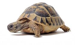 Acuario ABC - Tortuga