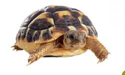 Acuario ABC - Tortugas importadas