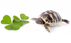 Acuario ABC - Alimento para tortugas