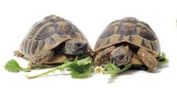 Acuario ABC - Accesorios para tortugeros