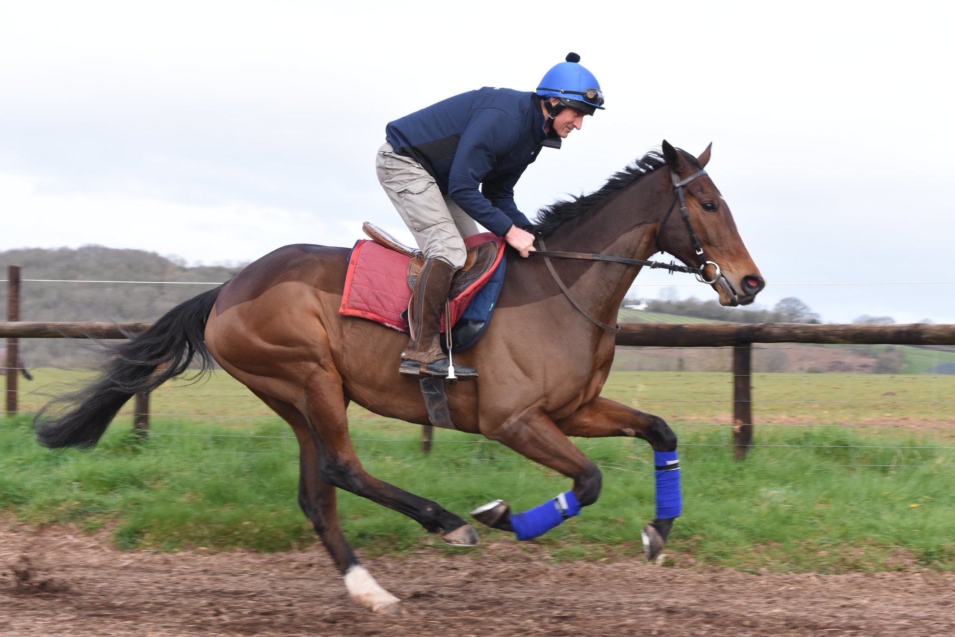 Highquality horse trailers in RossonWye