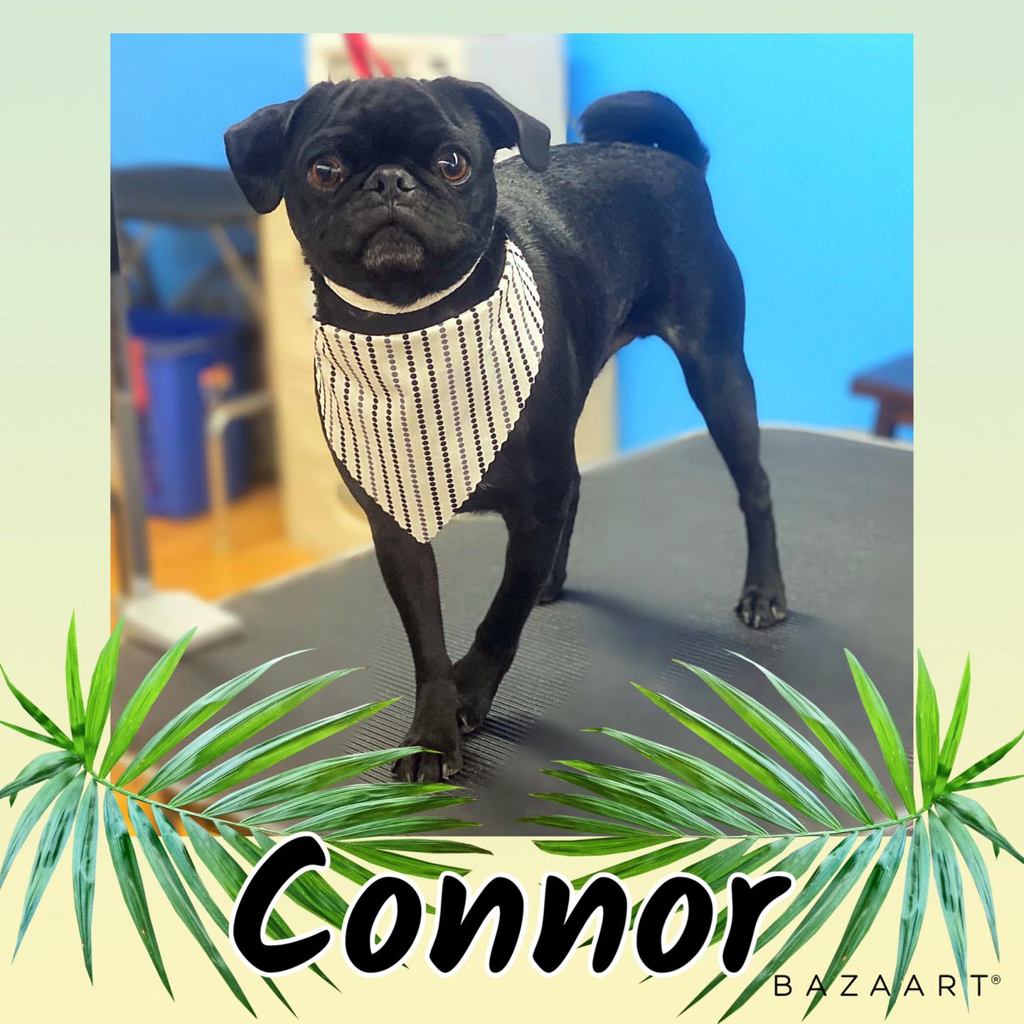 Dog Grooming Idaho Falls, ID Class Act Grooming