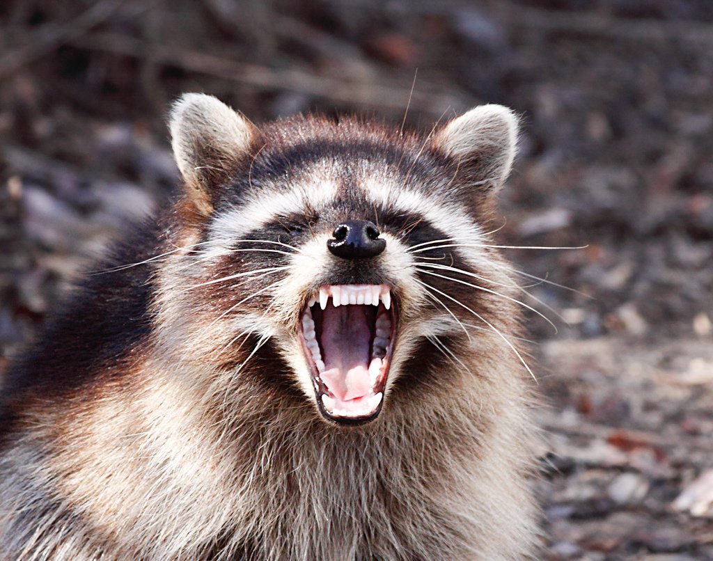 Raccoon Repellent | Get Rid of Raccoon | Shake-Away Coyote Urine