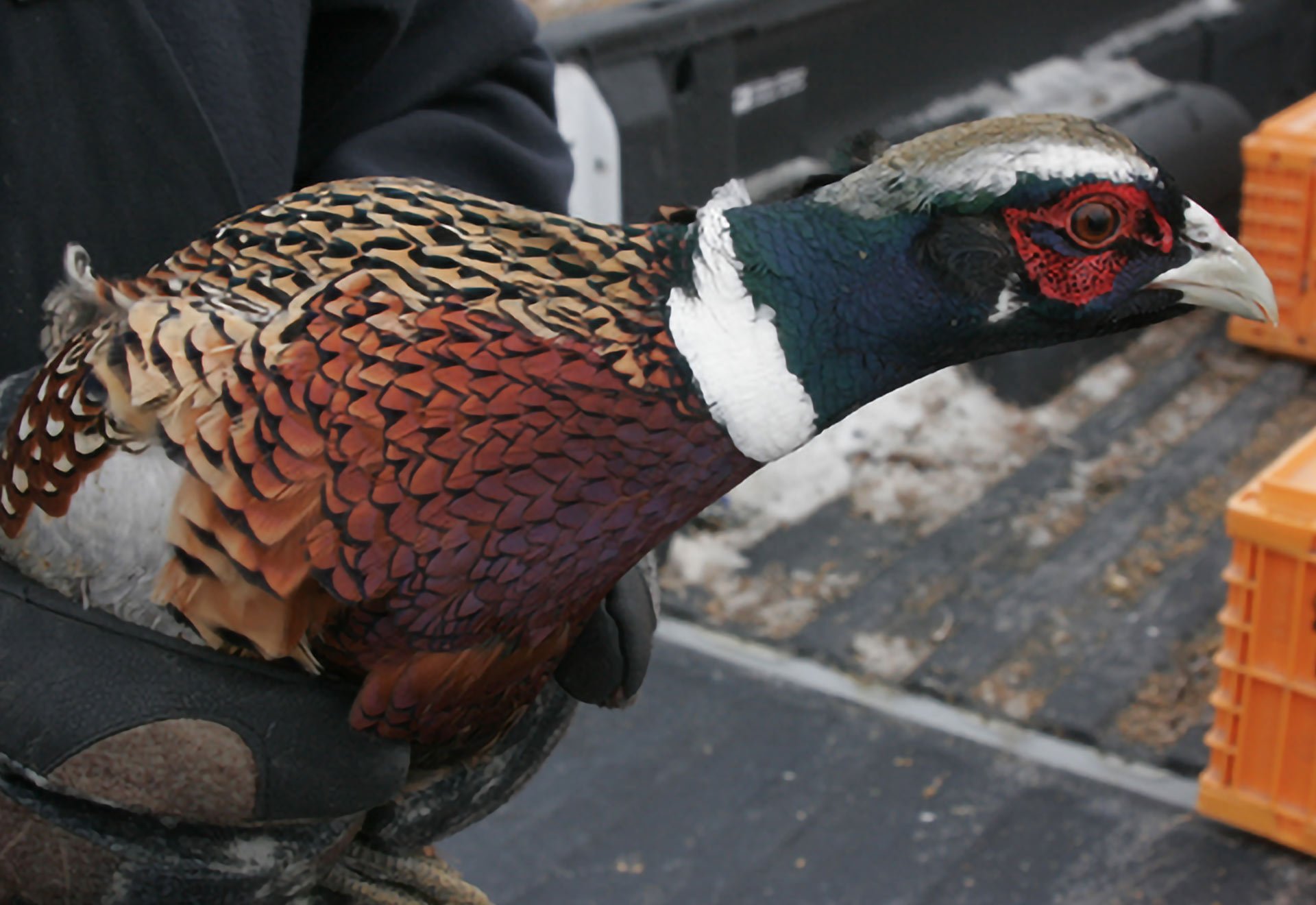 Habitat Projects Nebraska One Box Pheasant Hunt