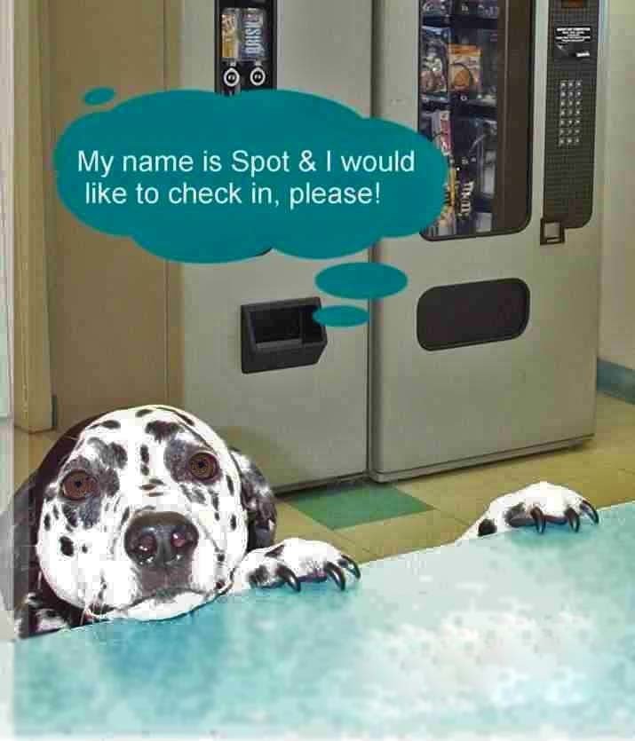 Local Pet Boarding Las Vegas, NV The Animal Inn