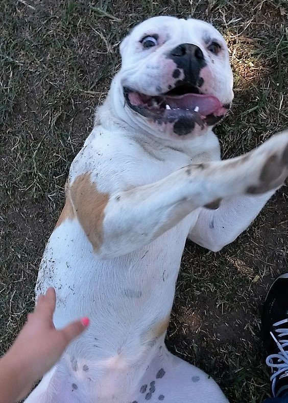 Local Pet Hotel Las Vegas Strip, NV The Animal Inn