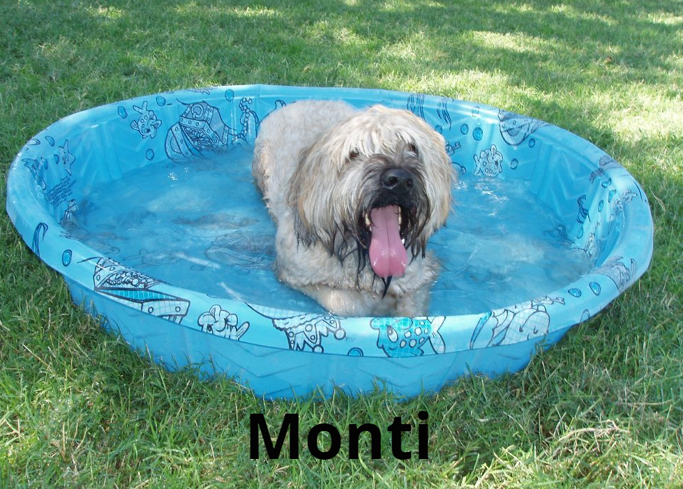 Local Pet Hotel Las Vegas Strip, NV The Animal Inn