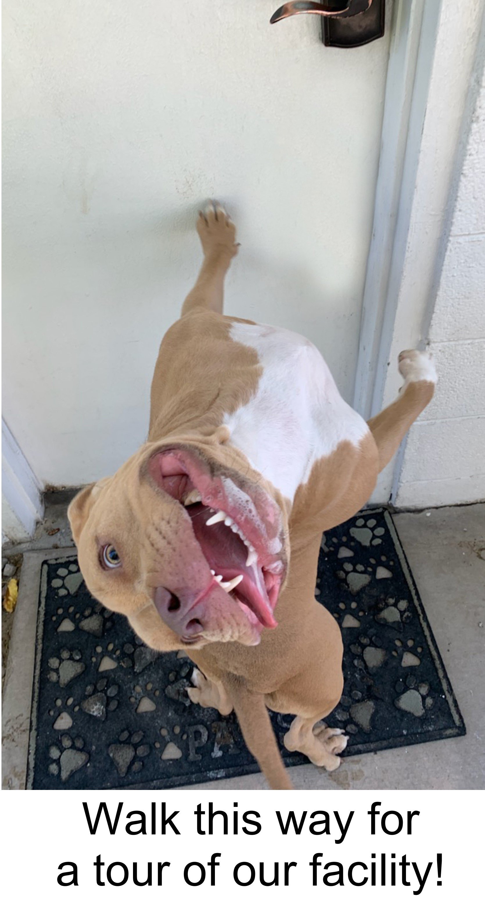 Local Pet Boarding Las Vegas, NV The Animal Inn