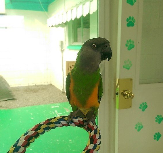 Happy Pets Las Vegas Strip, NV The Animal Inn