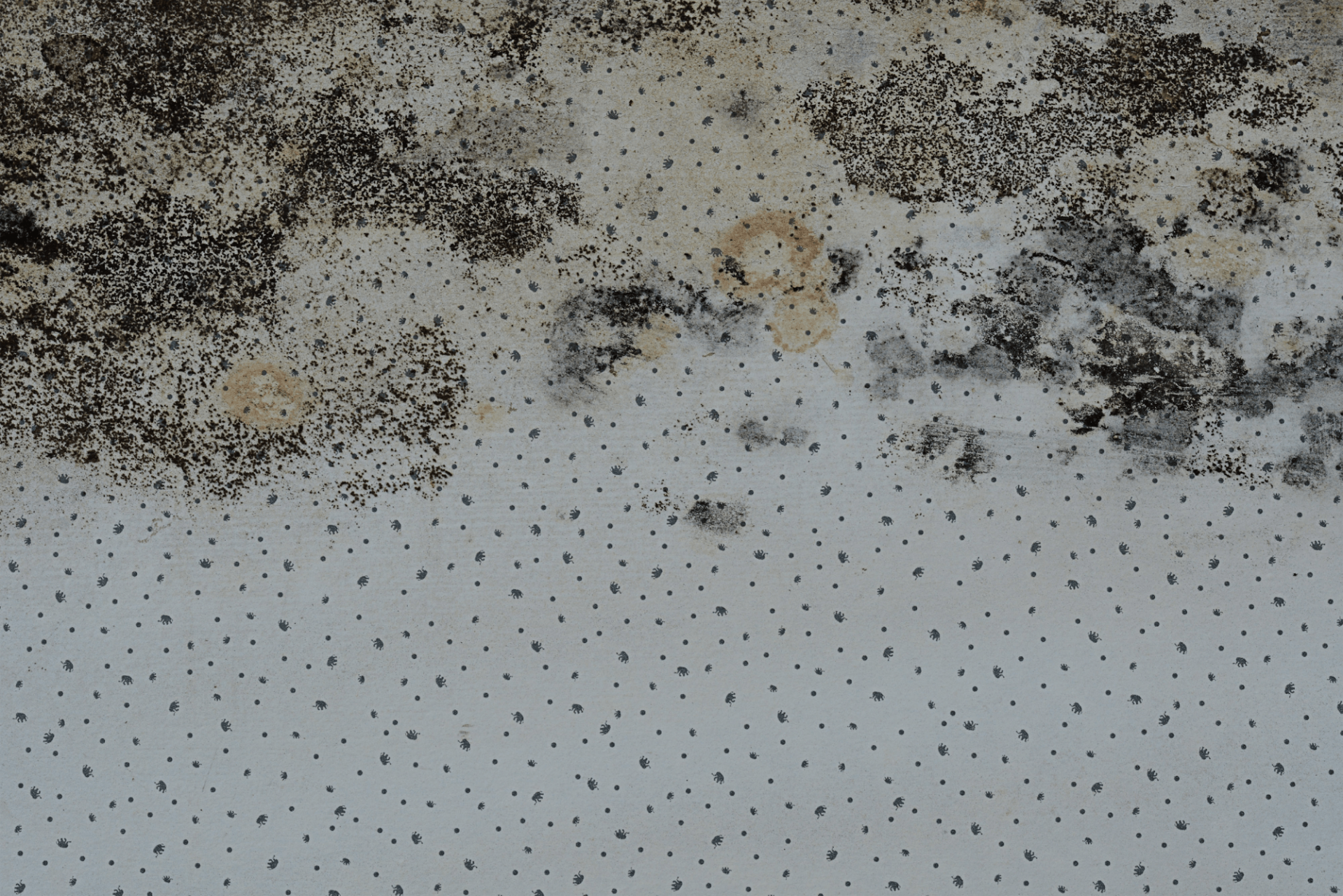 The Dangers Of Black Mold Mold Infestation On A Wall Restoration 1 Of Central Orange County