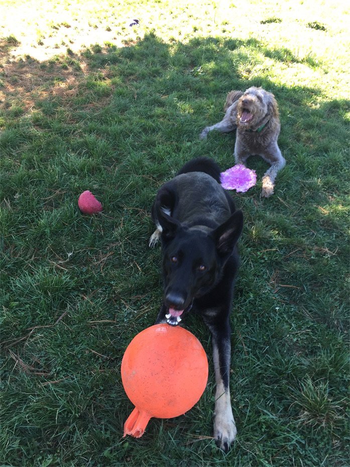 Our Gallery Butler, PA Whispering Winds Boarding Kennel
