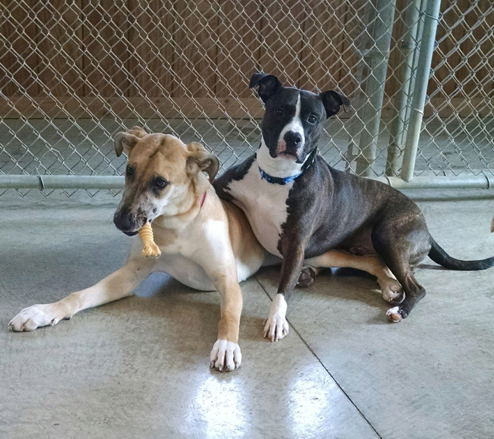 Our Gallery Butler, PA Whispering Winds Boarding Kennel