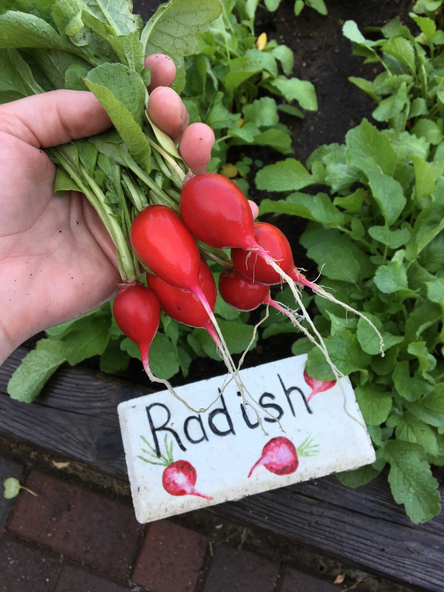 Vegetable Gardens August