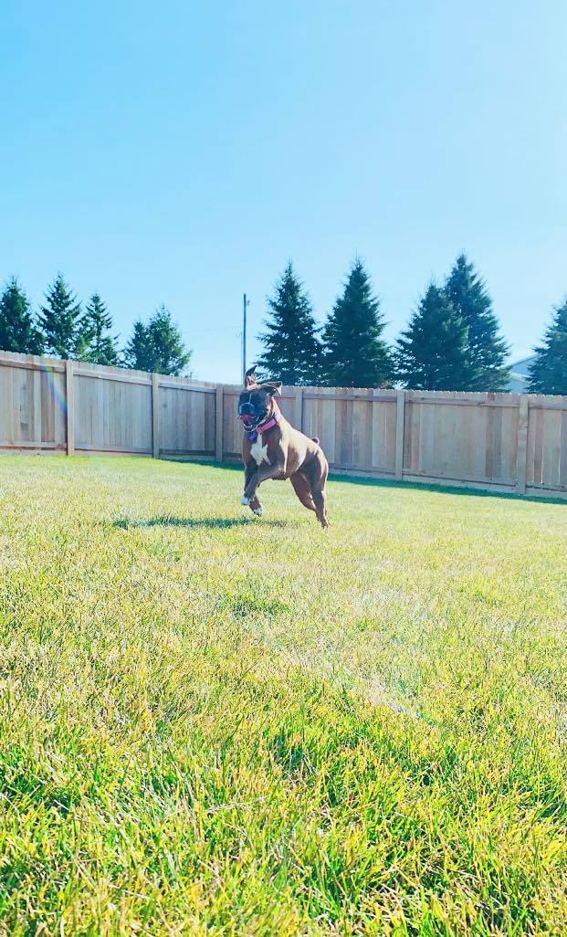 Kennel Stoughton, WI Quarry Kennels