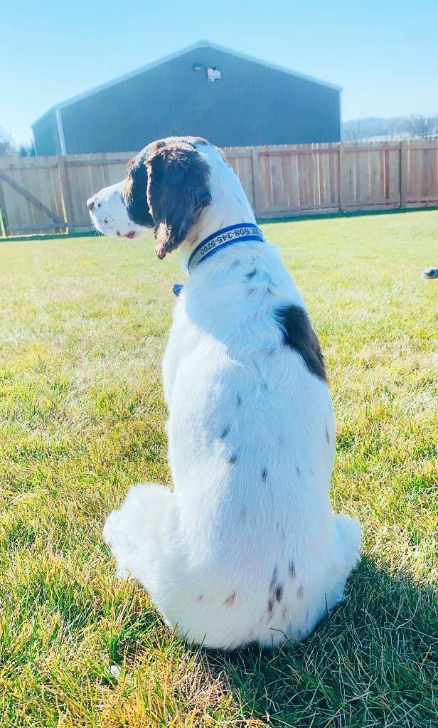 Kennel Stoughton, WI Quarry Kennels
