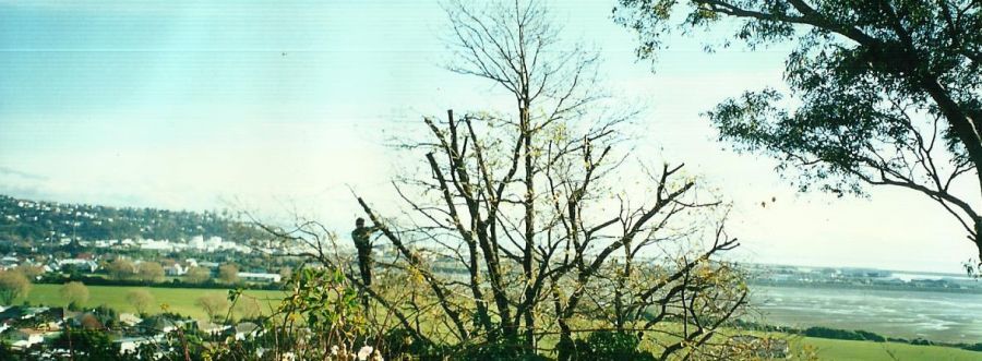 A Nelson man providing tree maintenance