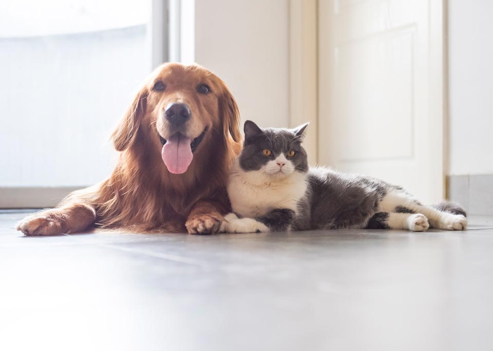 Pet Care Tips Oviedo, FL Town &amp; Country Veterinary Clinic