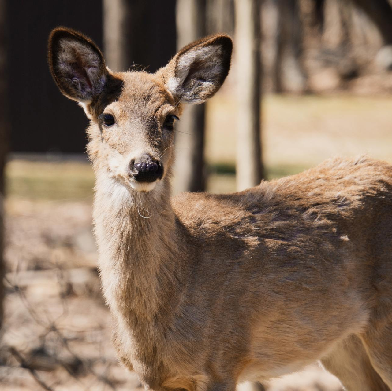 What To Put Around Flowers To Keep Deer Away How To Keep Cats Out Of