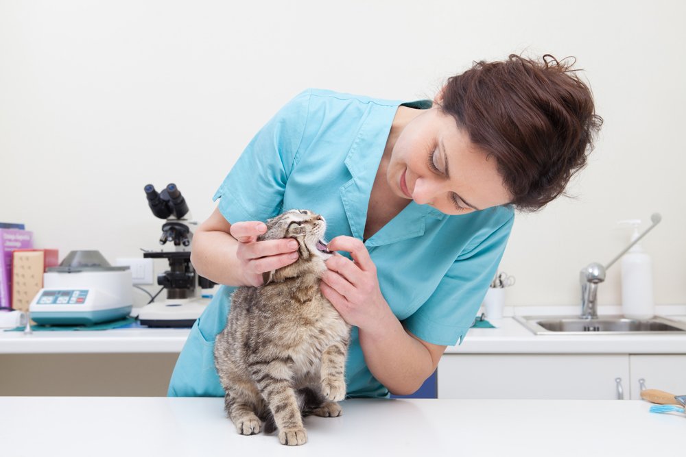 Veterinary Services Pembroke Pines, FL Pasadena Lakes Animal Clinic