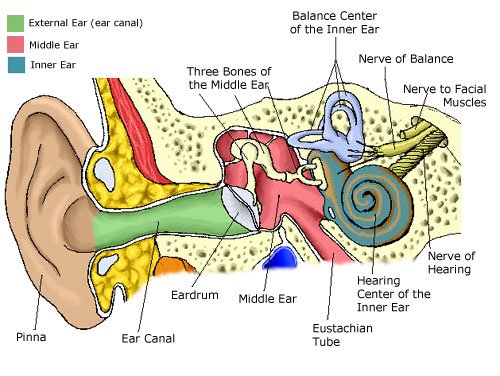 hearing center in lincoln ri and uxbridge ma blackstone valley how the inner ear works