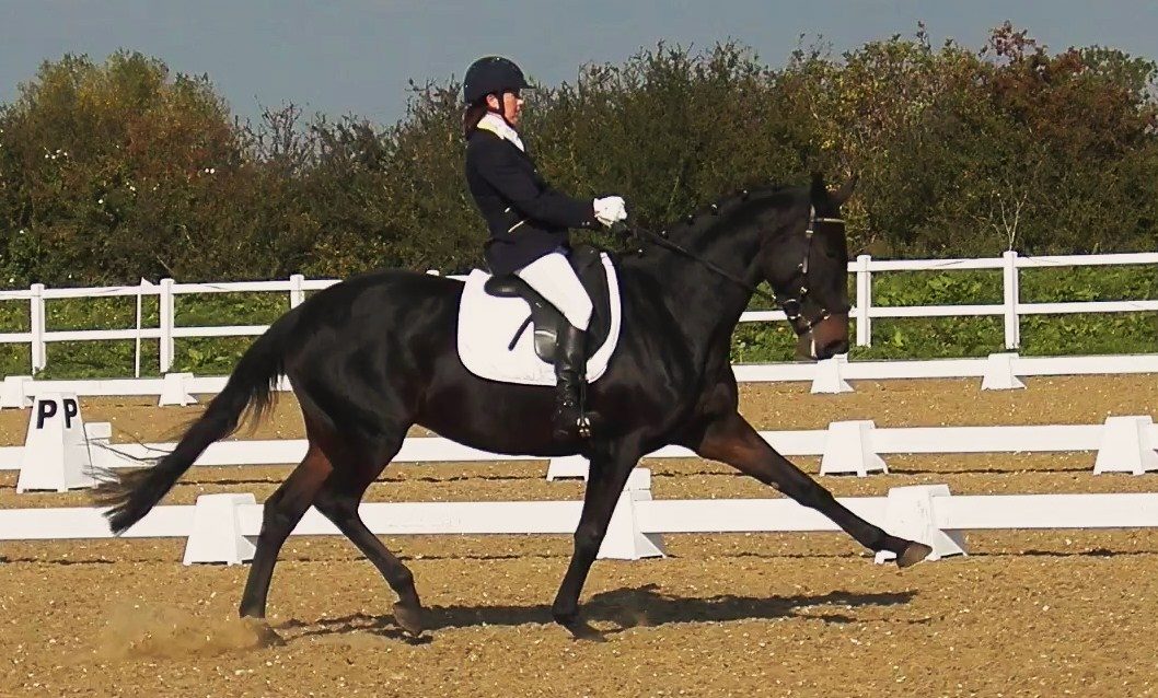 Horse Trainers Worcester Mills Stables Retraining Racehorses